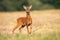 Young roe deer standing on stubble field in summer nature.