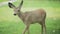 Young roe deer walking on the grass