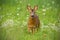 Young roe deer walking towards camera surrounded by white flowers in summer