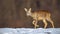 Young roe deer in winter walking on snow.