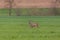 Young roebuck capreolus in green meadow, trees in background