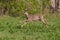 Young roebuck capreolus jumping with legs in the air