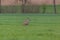 Young roebuck capreolus standing in green meadow, trees in bac