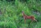 Young Roebuck in grass