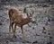 Young roebuck male