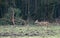 Young roebuck walking in meadow near forest.