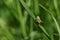 A young Roesel`s Bush-cricket, Metrioptera roeselii, perched on a blade of grass in spring.