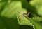 A young Roesel`s Bush-cricket, Metrioptera roeselii, perching on a leaf in spring.