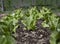 Young Romaine Lettuce in a Home Garden