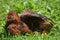 Young Rooster In The Grass