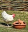 Young rooster next to the drinkers