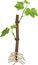 Young rooted grapevine plant