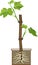 Young rooted grapevine plant