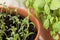 Young rosemary grown in a terracotta pot on a windowsill near a pot with basil