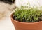 Young rosemary in a terracotta pot.  black and white cat sniffs the herbs in a pot