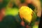 young roses are yellow, look beautiful, bokeh background, macro photography