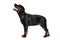 Young Rottweiler on white background