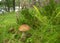 Young rough-stemmed bolete in a forest, natural