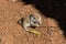 Young Round-tailed ground squirrel sitting on haunches, chewing on a small brown twig.