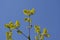 Young rowan leaves against clear blue sky