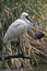 A young royal spoonbill