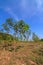 Young rubber tree against blue sky