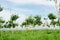 Young rubber trees and sky