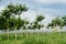 Young rubber trees and sky