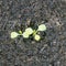 Young Rucola plants, Young rockets, Rucola sprouts, Spring Seedlings. Healthy Vegetable