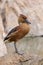 Young ruddy shelduck