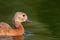 Young Ruddy Shelduck, single bird swims on the lake. Tadorna ferruginea. Close up