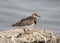 Young Ruddy turnstone on the shore close up portrait