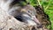 Young Ruff bird Calidris pugnax