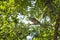 Young rufous turtle dove