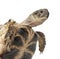 Young Russian tortoise, Horsfield\'s tortoise