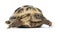 Young Russian tortoise, Horsfield\'s tortoise