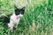 Young rustic black and white cat in green grass