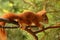 Young rusty-coloured squirrel