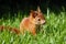 Young rusty-coloured squirrel