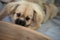 Young sabel tibetan spaniel puppy laying in a wooden homemade dog bed with big puppy eyes