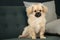 Young sabel tibetan spaniel puppy sitting on green couch