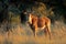 Young sable antelope