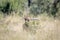 Young Sable antelope hiding behind a bush.