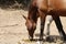 Young saddle horses in paddock smelling feces on hot summer day