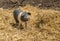 Young saddleback pig in straw in the UK