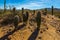 Young Saguaro