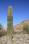 Young Saguaro Cactus in Dreamy Draw Desert Preserve, Phoenix, AZ