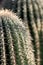 Young Saguaro cactus in the Sonoran desert.