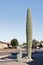 Young Saguaro Trio in Arizona Front Yard