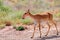 Young saiga antelope or Saiga tatarica walks in steppe